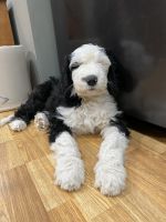 Double Doodle Puppies for sale in WaKeeney, KS 67672, USA. price: $1,500