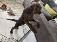 Double Doodle Puppies for sale in Aubrey, TX, USA. price: $1,000