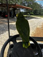 Double Yellow Headed Amazon Male