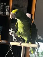 Double Yellow Headed Amazon Male