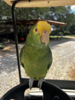 Double Yellow Headed Amazon Male