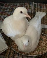 Dove Birds for sale in Medford, Massachusetts. price: $100