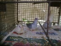 Dove Birds for sale in Bengaluru, Karnataka 560001, India. price: 1,000 INR