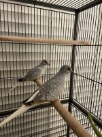 Dove Birds for sale in Naples, FL 34105, USA. price: $25