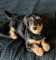 Doxiepoo Puppies for sale in Killeen, Texas. price: $650