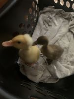 Duck Birds for sale in Baytown, TX, USA. price: NA