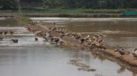 Duck Birds for sale in Thrissur, Kerala 680001, India. price: 250 INR