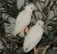 Ducorps' Cockatoo Birds Photos