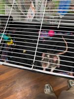 Dumbo Ear Rat Rodents for sale in 5161 E Tangelo Ln, Inverness, FL 34453, USA. price: $200