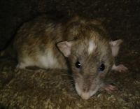Dumbo Ear Rat Rodents for sale in SeaTac, WA, USA. price: $20