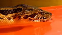 Dumeril's Boa Reptiles Photos