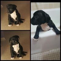 Dunker Puppies for sale in New York, NY, USA. price: $500