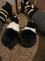 Dutch rabbit Rabbits for sale in Moore, OK, USA. price: $10