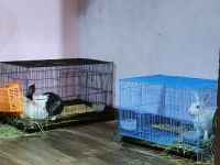 Dutch rabbit Rabbits for sale in New Delhi, Delhi 110092, India. price: 300 INR
