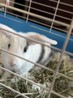 Dutch rabbit Rabbits for sale in Fayetteville, North Carolina. price: $60