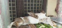 Dutch rabbit Rabbits for sale in Vuyyuru, Andhra Pradesh. price: 4,000 INR