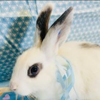 Dutch rabbit Rabbits for sale in Anaheim, California. price: $55