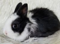 Dutch rabbit Rabbits for sale in Anaheim, California. price: $95