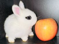 Dutch rabbit Rabbits for sale in Anaheim, California. price: $55