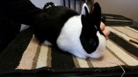 Dutch rabbit Rabbits for sale in Dayton, OH, USA. price: $30