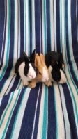 Dutch rabbit Rabbits for sale in Connelly Springs, NC 28612, USA. price: $15