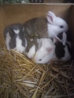 Dutch rabbit Rabbits for sale in Clarksville, TN, USA. price: $10