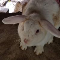 Dutch rabbit Rabbits for sale in Powder Springs, GA, USA. price: $60