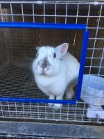 Dutch rabbit Rabbits for sale in Coweta County, GA, USA. price: $20