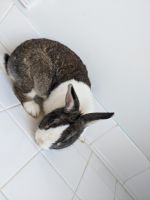 Dutch rabbit Rabbits for sale in 10 Willow Glen Ct, Stafford, VA 22554, USA. price: $50