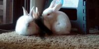 Dutch rabbit Rabbits for sale in Glendale, AZ, USA. price: $45