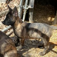 Dutch Shepherd Puppies for sale in Paris, Missouri. price: NA