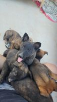 Dutch Shepherd Puppies for sale in El Mirage, Arizona. price: $450