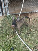 Dutch Shepherd Puppies for sale in Houston, TX, USA. price: $1,000