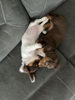 Dutch Smoushond Puppies Photos