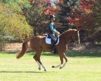Dutch Warmblood Horses for sale in Atlanta, GA, USA. price: $2,000
