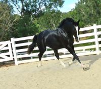Dutch Warmblood Horses for sale in Alpharetta, GA, USA. price: $1,500