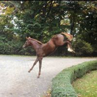 Dutch Warmblood Horses Photos