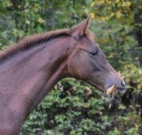 Dutch Warmblood Horses Photos