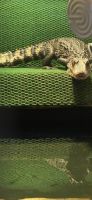 Dwarf Crocodile Reptiles for sale in Greensburg, IN 47240, USA. price: $1,000