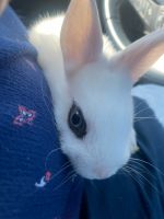 Dwarf Hotot Rabbits for sale in North Park, San Diego, CA, USA. price: $50