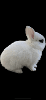 Dwarf Hotot Rabbits for sale in Bakersfield, CA 93306, USA. price: $150