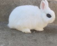 Dwarf Hotot Rabbits for sale in Bakersfield, CA 93306, USA. price: $150
