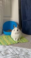 Dwarf Hotot Rabbits Photos