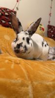Dwarf Hotot Rabbits Photos