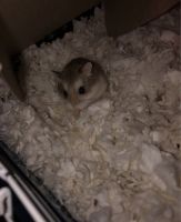 Dwarf Multimammate Mouse Rodents Photos