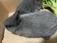 Dwarf Rabbit Rabbits Photos
