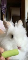 Dwarf Rabbit Rabbits for sale in Bolingbrook, IL, USA. price: $40