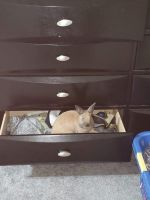 Dwarf Rabbit Rabbits for sale in Spring, TX 77373, USA. price: NA