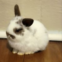 Dwarf Rabbit Rabbits for sale in Smithfield, NC 27577, USA. price: $40