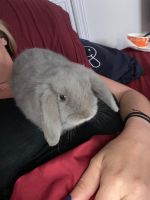 Dwarf Rabbit Rabbits for sale in Jacksonville, Florida. price: $200
